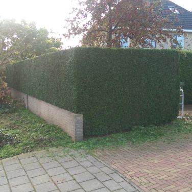 Snoeien en knippen